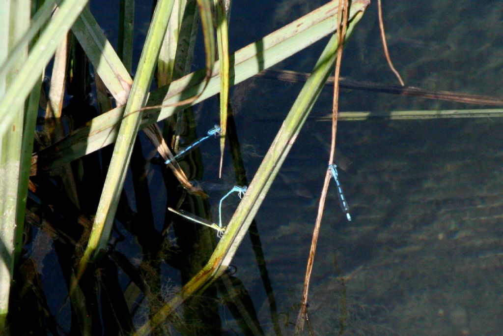 Coppia di Erythromma lindenii?